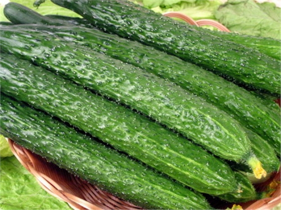 #微肥課堂#黃瓜味苦，天氣or肥料，到底誰(shuí)之過(guò)？