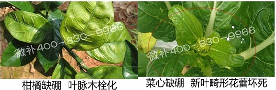 春季作物為什么需要大量用硼肥？