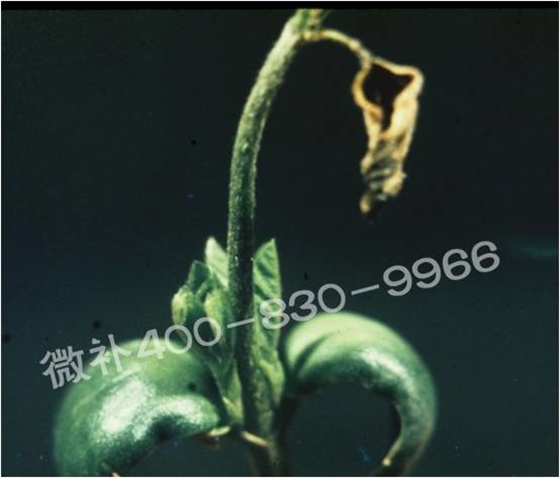 莖尖枯死，到底是缺硼還是缺鈣？