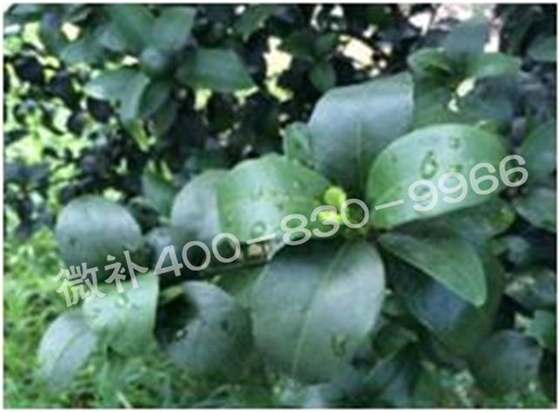 柑橘春梢弱，難抽發(fā)，到底是什么原因？