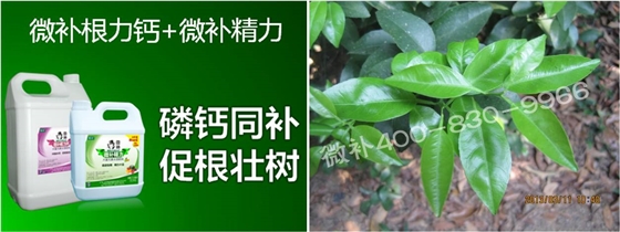 柑橘春梢弱，難抽發(fā)，到底是什么原因？