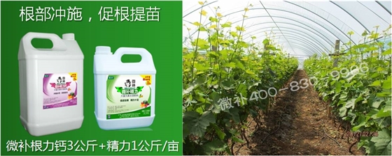 葡萄萌芽期如何預防倒春寒？
