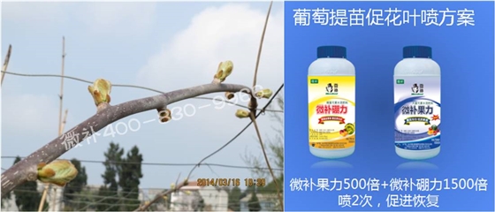 獼猴桃萌芽期如何施肥，才能促進(jìn)萌芽齊、萌芽壯？