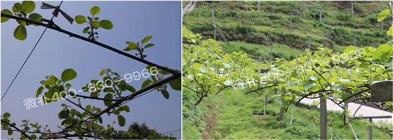 獼猴桃萌芽期如何施肥，才能促進(jìn)萌芽齊、萌芽壯？