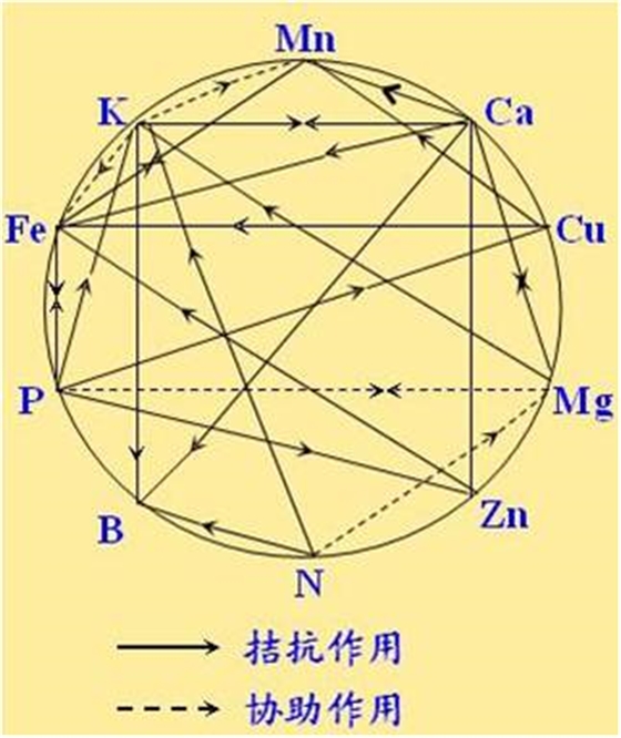 原料型鉀肥和鎂肥為什么會(huì )發(fā)生拮抗？