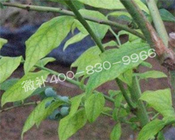藍莓黃葉是缺素還是病害？