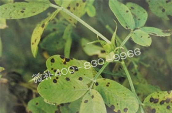 花生缺鉀與花生葉斑病有什么區別？