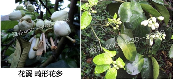 蜜柚促花壯花除了補磷還需要補硼鋅？