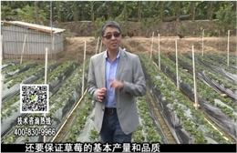 20180108珠江臺搖錢(qián)樹(shù)：草莓苗弱膨果增甜如何做？