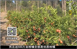 20180115珠江臺搖錢(qián)樹(shù)：廣西柑橘微補全年管理樹(shù)壯增產(chǎn)