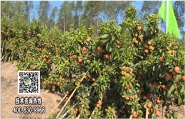 20180129珠江臺搖錢(qián)樹(shù)：柑橘種出品質(zhì)果、采后如何管理？
