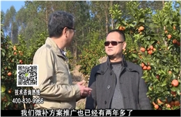 20180122珠江臺搖錢(qián)樹(shù)：廣西柑橘如何管？產(chǎn)量賣(mài)相好?