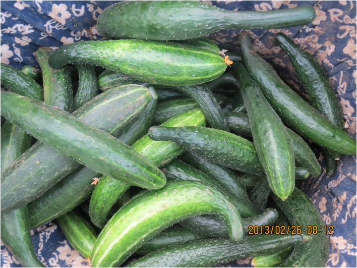 #微肥課堂#黃瓜味苦，天氣or肥料，到底誰(shuí)之過(guò)？