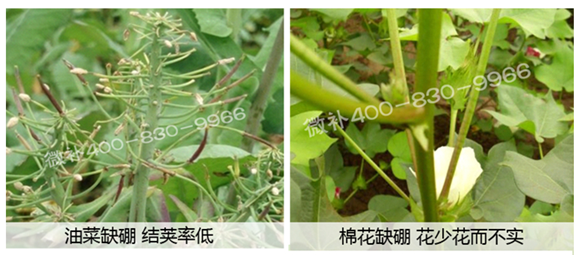春季作物為什么需要大量用硼肥？