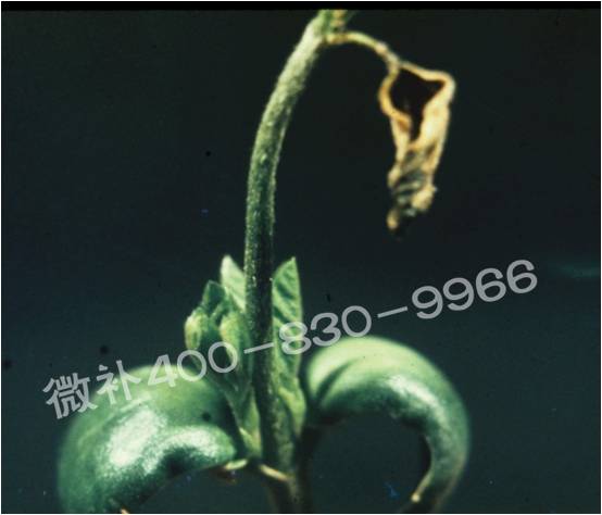 莖尖枯死，到底是缺硼還是缺鈣？