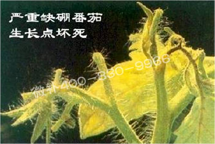 莖尖枯死，到底是缺硼還是缺鈣？