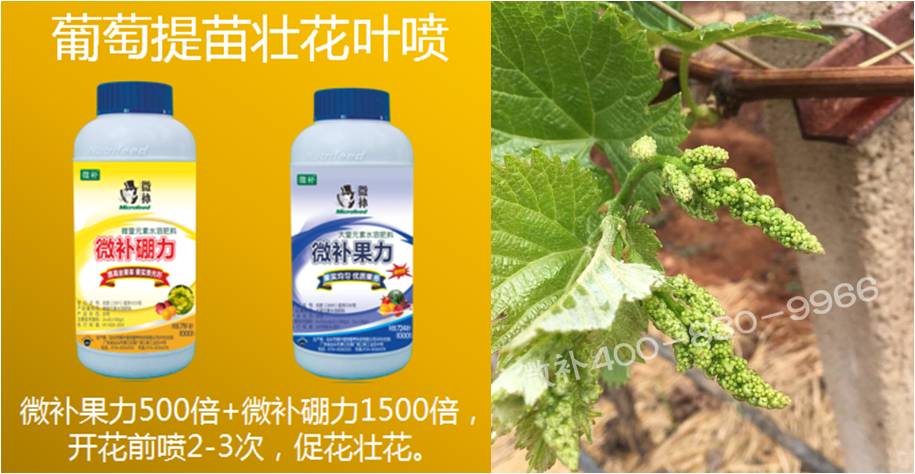 葡萄萌芽期如何預防倒春寒？