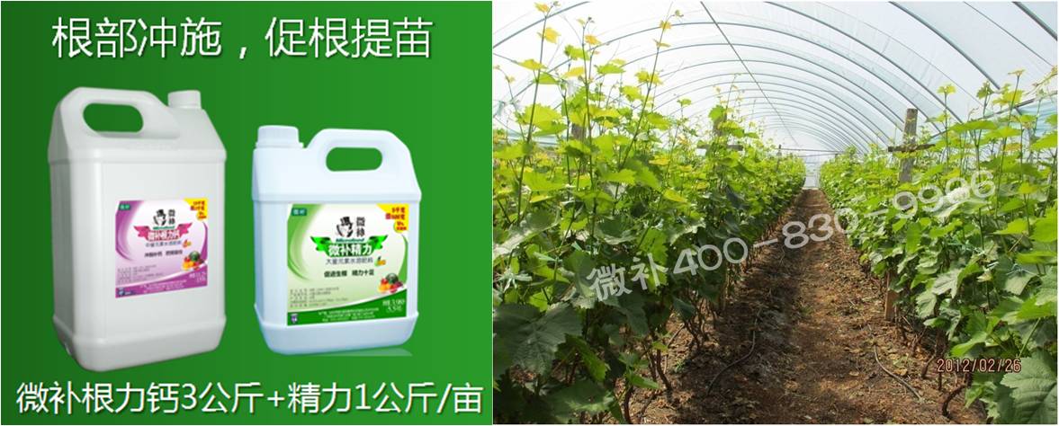 葡萄萌芽期如何預防倒春寒？