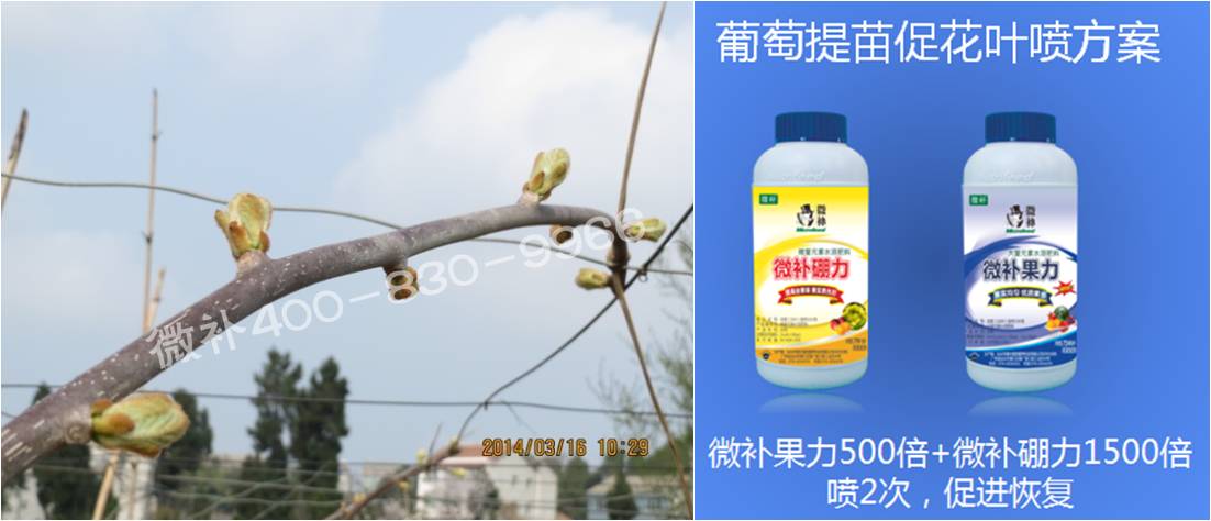 獼猴桃萌芽期如何施肥，才能促進(jìn)萌芽齊、萌芽壯？