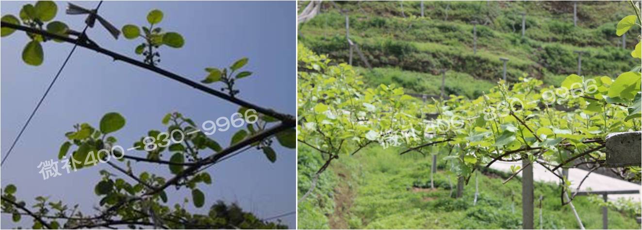 獼猴桃萌芽期如何施肥，才能促進(jìn)萌芽齊、萌芽壯？