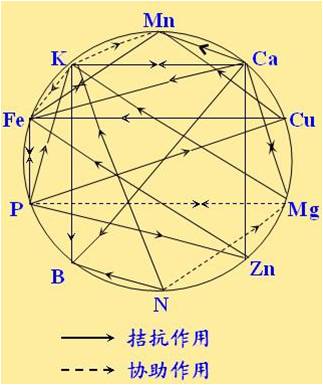 原料型鉀肥和鎂肥為什么會(huì )發(fā)生拮抗？