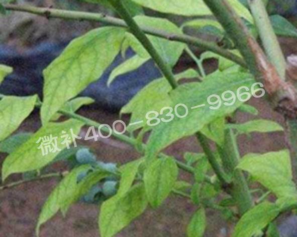 藍莓黃葉是缺素還是病害？