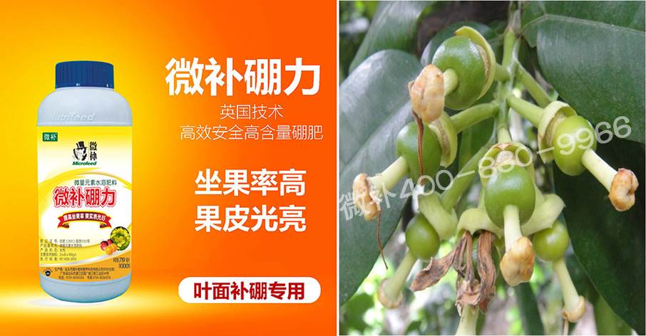 蜜柚促花壯花除了補磷還需要補硼鋅？