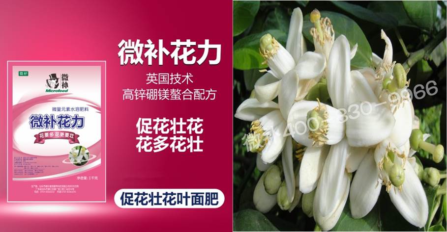 蜜柚促花壯花除了補磷還需要補硼鋅？