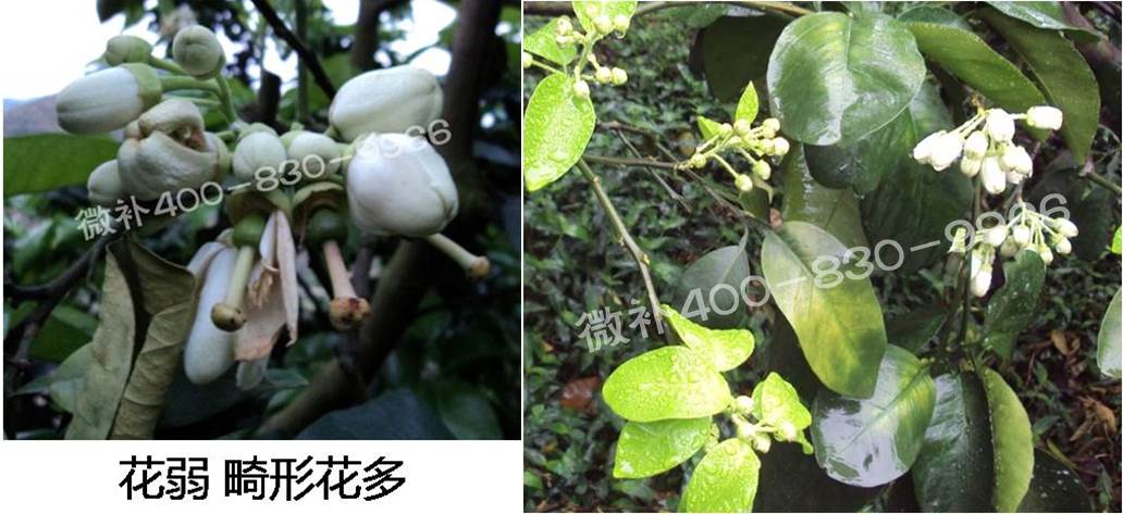 蜜柚促花壯花除了補磷還需要補硼鋅？