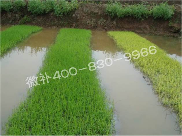 水稻黃秧、爛秧怎么辦？