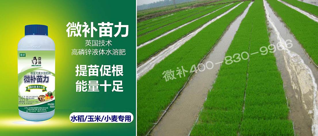 水稻黃秧、爛秧怎么辦？