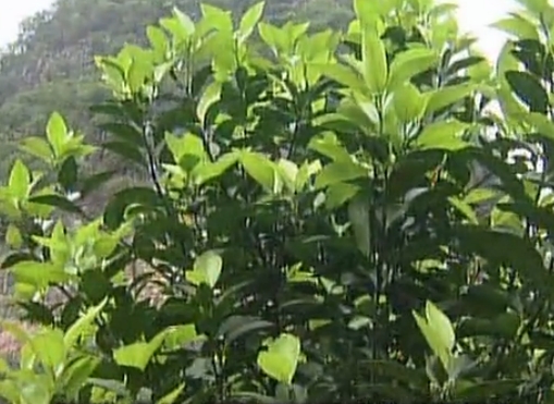 柑橘淋沖微補鈣肥，促根預防黃樹(shù)，樹(shù)壯保果品質(zhì)好