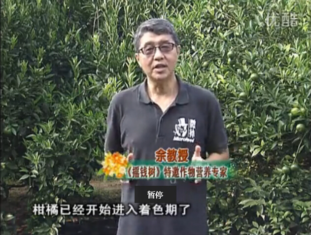 20150928珠江臺搖錢(qián)樹(shù)：如何提高柑橘硬度？預防減少浮皮霜凍果