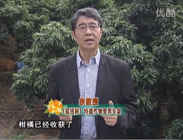 20160104珠江臺搖錢(qián)樹(shù)：防治柑橘黃樹(shù)、減少采后弱樹(shù) 撒微補倍力、噴碧力+壯力
