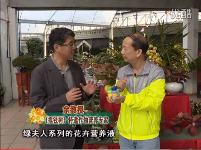 20160111珠江臺搖錢(qián)樹(shù)：家庭盆栽花卉黃葉又難養？用綠夫人，枝繁葉茂、花多花艷