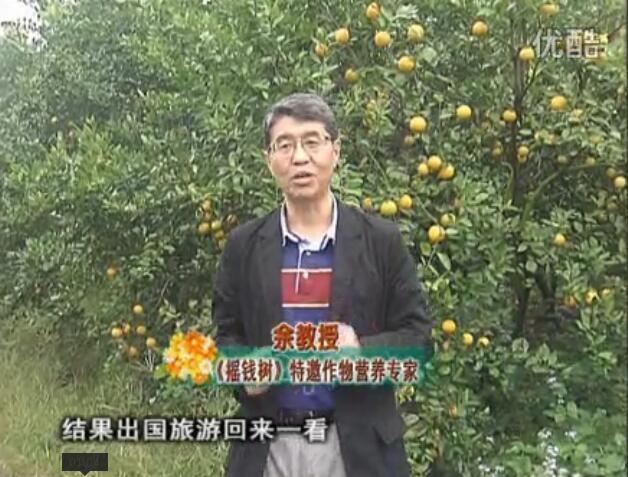 20160111珠江臺搖錢(qián)樹(shù)：貢柑大場(chǎng)樹(shù)弱黃葉，今年樹(shù)勢大翻身果靚還高價(jià)！