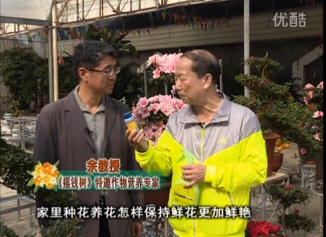 20160118珠江臺搖錢(qián)樹(shù)：家庭花卉用綠夫人600度鮮花營(yíng)養液，花開(kāi)鮮艷、花期長(cháng)