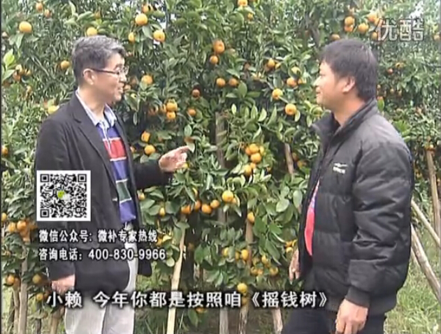 20160125珠江臺搖錢(qián)樹(shù)：如何解決柑橘兩大問(wèn)題：黃樹(shù)和果品質(zhì)差？