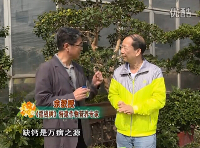 20160125珠江臺搖錢(qián)樹(shù)：家庭盆栽花卉?chē)娋G夫人160度補鈣抗病液，長(cháng)勢精神、抗病好