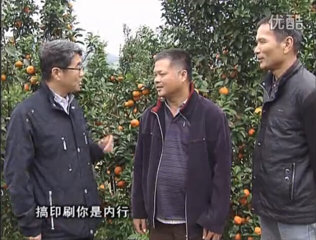 20160201珠江臺搖錢(qián)樹(shù)：開(kāi)印刷廠(chǎng)改行種柑橘，保樹(shù)靚今年還高產(chǎn)？