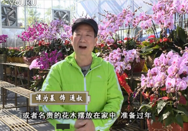 20160201珠江臺搖錢(qián)樹(shù)：新春家養花卉、盆栽，如何養護葉子、鮮花、果子保鮮更長(cháng)？