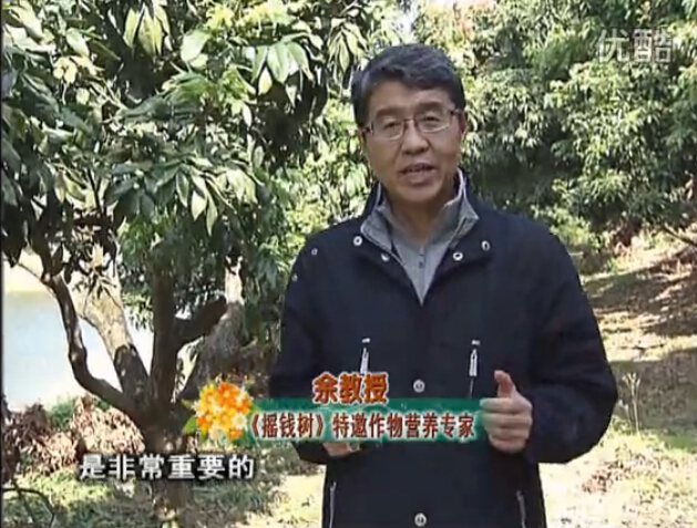 20160215珠江臺搖錢(qián)樹(shù)：名貴花木盆景，用綠夫人系列保葉、花靚、又抗病