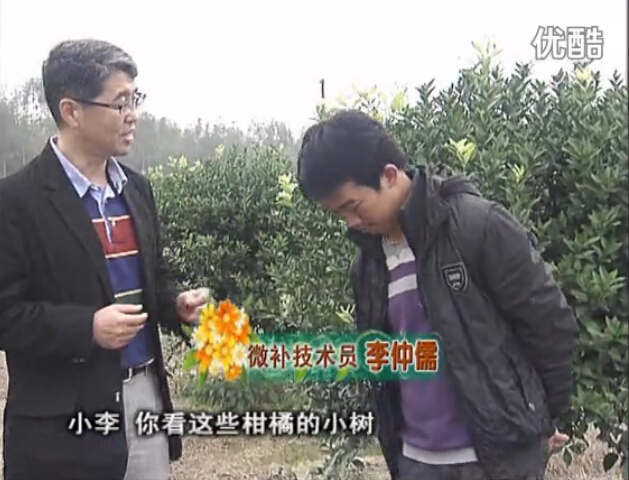20160215珠江臺搖錢(qián)樹(shù)：柑橘小樹(shù)頭年掛果撒微補倍力、噴花力+碧力，壯樹(shù)促花好