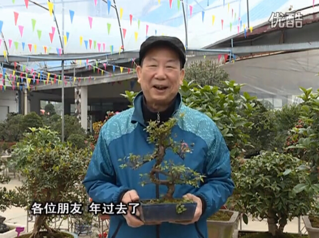 20160229珠江臺搖錢(qián)樹(shù)：盆景換盆養護，用綠夫人營(yíng)養液恢復生機