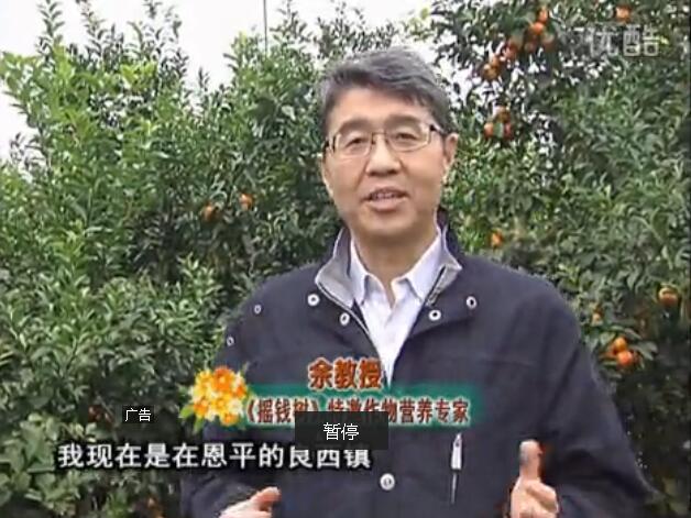 20160229珠江臺搖錢(qián)樹(shù)：柑橘用微補全年方案，黃樹(shù)恢復、果品質(zhì)好賣(mài)價(jià)高