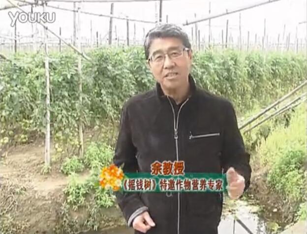 20160307珠江臺搖錢(qián)樹(shù)：天冷蔬菜有價(jià)卻無(wú)產(chǎn)？用微補方案苗壯保葉有產(chǎn)！