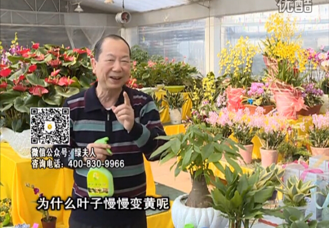 20160307珠江臺搖錢(qián)樹(shù)：陰生植物也不好種，黃葉多長(cháng)勢弱？用綠夫人來(lái)呵護