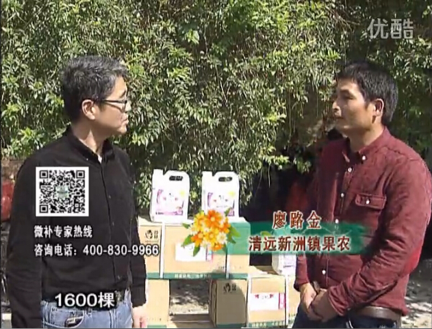 20160314珠江臺搖錢(qián)樹(shù)：柑橘用微補方案，保樹(shù)有收益