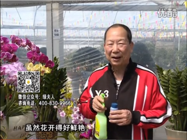 20160314珠江臺搖錢(qián)樹(shù)：家種鮮花、鮮切花，用綠夫人600度鮮花液?；ㄆG、花期長(cháng)