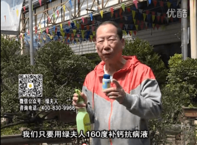 ?20160321珠江臺搖錢(qián)樹(shù)：盆栽花卉用綠夫人160度補鈣抗病液，低溫陰雨天長(cháng)勢壯、抗病好